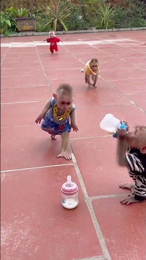 little monkeys run to get the milk bottle🍼🤭