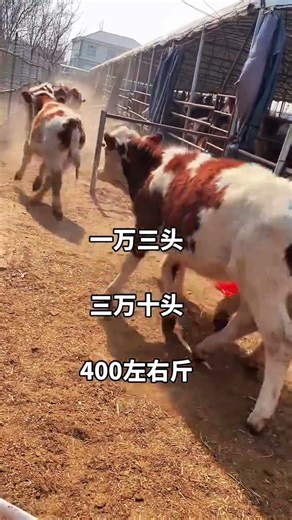 Big Cattle Farming in Rural China | Healthy Beef Cows on the Farm