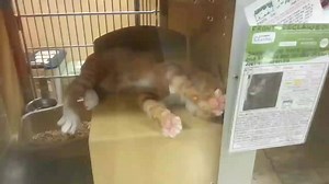 102 reactions · 18 shares | This is Cheeto having fun in our adoption center inside PetSmart at Rockwell and NW Expressway and Cher showing off her "Buddha" pose! | Pet Adoption & Welfare Services of OK (PAWS-OK) | Facebook