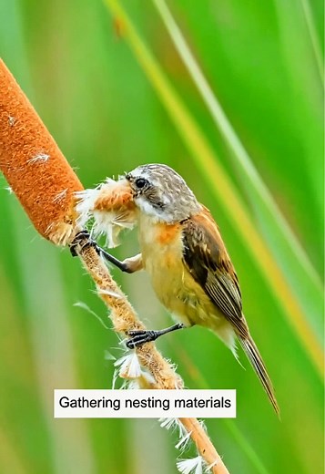 Penduline Tit Love Nests: Spring Nest-Building Rituals