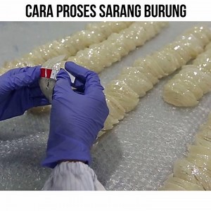 Membersih sarang burung walit dan menyediakannya untuk pasaran eksport adalah satu proses rumit yang memerlukan ketelitian tinggi. Namun produk ini mampu beri pulangan lumayan untuk pengusaha. Saksikan bagaimana proses ini dilakukan. #moa #ourfoodourfuture | Kementerian Pertanian dan Keterjaminan Makanan