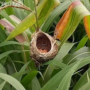 61K views · 1.8K reactions | The Life of Birds - Nature Documentary part34 | Bird Life | Facebook