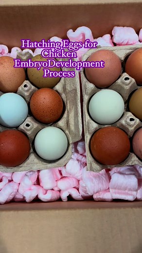 Chicken Embryo Development #ferlitizedeggs #Chicks #teamlalamardon | Mardonia Cubero Ruiz
