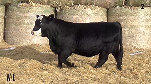 Lot 2: Werning Cattle Company - 45th Annual Simmental Bull & Female Sale