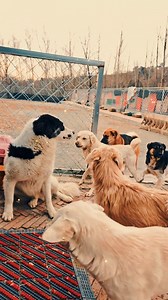 143K views · 2.3K reactions | Just now, Big Head led a group of dogs...