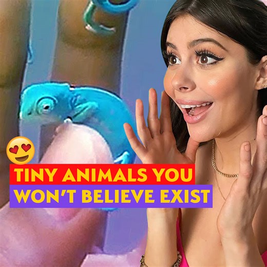 377K views · 4.7K reactions | The Tiniest Animals Are The Sweetest 梁 | AzzyLand | Facebook