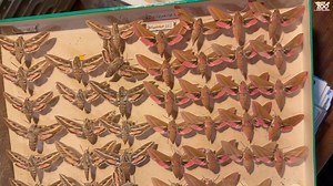 🐛 El otro día nos hemos encontrado estas orugas en unas ramas… 🎁 ¡Una mariposa ha querido hacernos un regalo! 🦋 ¡Es una Deilephila Elpenor! #ZoodeSantillana #SantillanadelMar #Cantabria #Zoo #VenalZoodeSantillana #ViviendoenunZoo #DeilephilaElpenor | Zoológico y Parque Cuaternario de Santillana del Mar