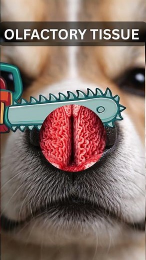 What’s REALLY Inside a Dog’s Nose 🐶