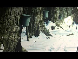 Maple Trees Exploding