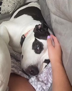 This dogs is just like a panda 🥺 | Go Fetch