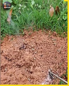 Behind the Smoke The Future of Eco Friendly Pest Control | NJ