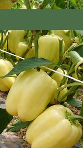 👉 Apollo F1 – paprika za ozbiljne proizvođače ✔️ Visok i stabilan prinos ✔️ Krupni, ujednačeni plodovi ✔️ Odlična za plastenike i otvoreno polje Kada želite siguran rod i tržišno tražen plod – birate Apollo F1. Za sve dodatne informacije pišite nam u DM 📩 ili nas posjetite u najbližoj apoteci. 📦 Mogućnost slanja poštom. #GolicTrade #ApolloF1 #paprika #pouzdanprinos #kvalitet profesionalniproizvođači povrtarstvo sjeme tržište ProizvodnjaPaprika | Golić Trade