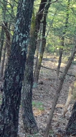 23K views · 943 reactions | Fire in the hole! 旅 #ShareYourHunt | Tactacam | Facebook