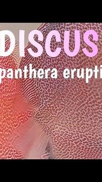 discus super panthera eruption 2.0
