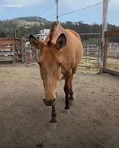 Cette femme nous raconte comment elle a sauvé un zébrule : un hybride mi-cheval mi-zèbre ! | Demotivateur