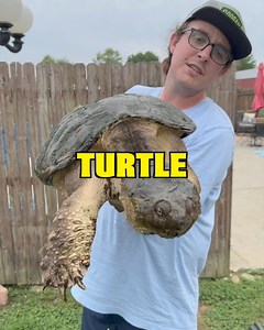 350K views · 2.9K reactions | A Giant Snapping Turtle Destroyed My Turtle Line! #turtles #snappingturtle #trapping #turtle | Fishin’ with Tate | Facebook