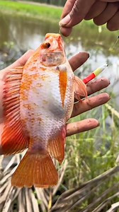 Mancing dapat nila merah | Petualang Mancing