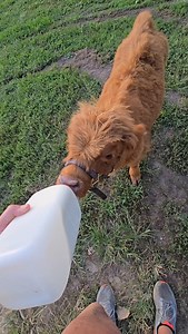 He loves bottle time after a hard day getting the farm ready for fall! #minicows #pumpkinpatch #fallfestival #minihighland #milkmustache | Gary's Berries Fall Festival