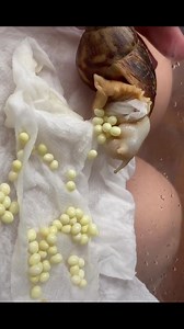 Conch spawning | Different China