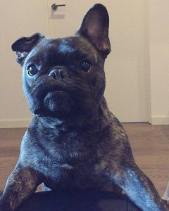 When you see the waiter coming with your food 😋🍴#mine #nomine #pressplay | Pierre the French Bulldog