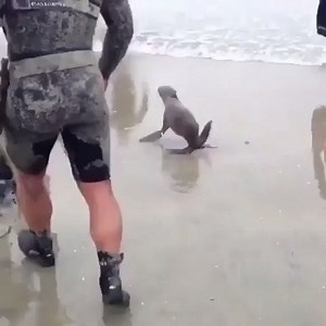 14K views · 540 reactions | Is that Navy Seal...an actual seal?! | TacticalGear.com | Facebook