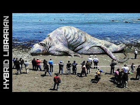 The 10 Most Mysterious Sea Monster Carcasses Ever Found
