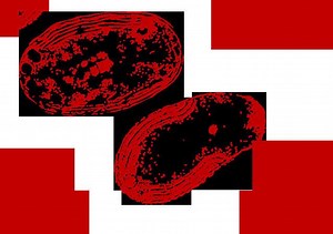 Nitrifying bacteria - Alchetron, The Free Social Encyclopedia