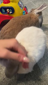 All aboard the treat train choo chooooo!!🎊 | Thumper & Bliss