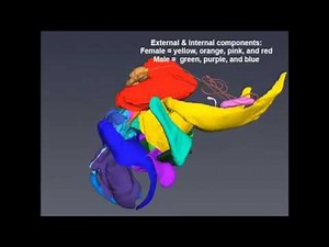 3D Imaging of Grasshopper Anatomy