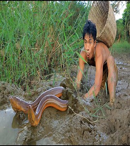 Dig the Mud for Cacth eels , cooking eels | Quant-Amber TH