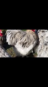 5K views · 65 reactions |  Smart Tips for Thriving Poultry: 10...