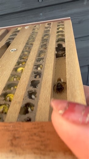 9 comments | How are the mason bees doing? The girls are getting fewer now but they’ve bee’n so buzzy- take a look at these baby bees in the observation drawers - these are next years busy bees. The male babees are at the front- the bigger females emerge second. You can even see some cocoons already    #masonbees #solitarybees #osmiabicornis #beesofinstagram #coolinsects | Nurturing by Nature | Facebook