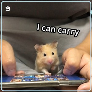 28K views · 2.4K reactions | no productivity, only purrductivity, | 9GAG Aww | Facebook