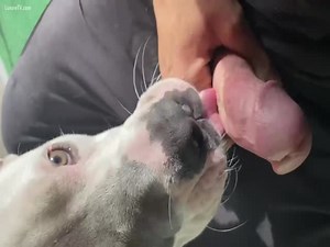En el trabajo se h sacado la polla para que el perro se la chupe