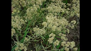 Flores medicinales: usos y dosis | Tổng Kho Nguyễn Hương