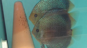 Breeding pair of penang eruption with babies. | Chens Discus UK