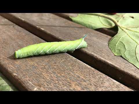 [4K] Nastrosz lipowiec ( larwa ) - Mimas tiliae / The Lime Hawk-moth