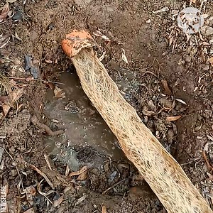 Satisfying removal of tree root stuck in sewage pipe | Awesome