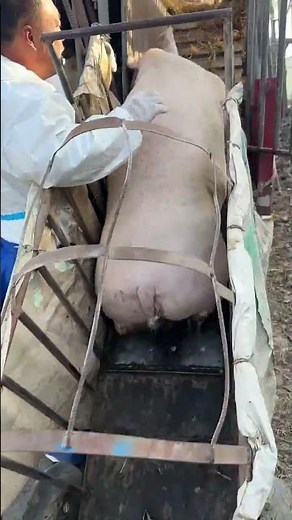 Livestock transporter loading pigs