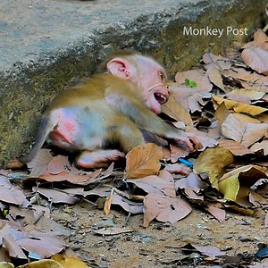 5.5K views · 304 reactions | Mom Libby reject milk to Poor Baby Monkey Leo crying so loud until falling from the stone | Monkey Post | Facebook