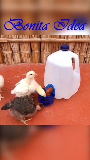 380K views · 2.6K reactions | Mira‼️ Como hacer este Bebedero Automático para criar a tus pollitos  solo usando materiales reciclados ♻️♻️, de esta manera ellos no ensuciaran su agua . #viralreels #pollitos #viralvideos #virales #viral #animales #viralvideo #videoviral | Bonita Idea | Facebook