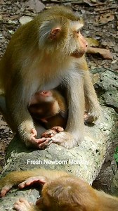 11 reactions | Oh baby monkey begging mom until mom feed, DSCN5025 | Fresh Newborn Monkey | Facebook