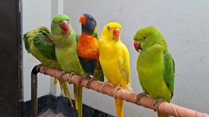 female ringneck parrot sounds | Wild BIRDS