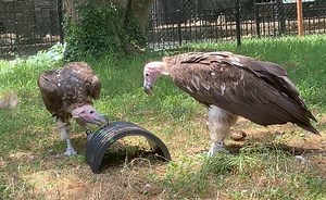 7.2K views · 241 reactions | Keep calm and carrion! 數領 The lappet-faced vultures enjoy their meat spread out on a corrugated tube, simulating the experience of feeding from the ribs of a carcass. It’s all part of keeping the natural behaviors of these impressive birds sharp. | The Maryland Zoo in Baltimore | Facebook