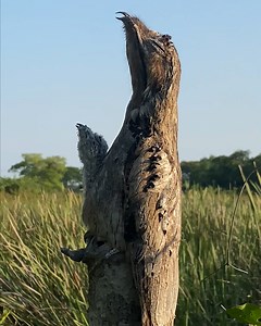 Can you spot the Potoo bird 👀 | Furry Tails
