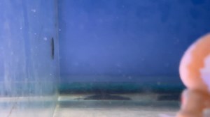 3.9K views · 35 reactions | Thai Silk Flowerhorns We have several of the above currently in stock, each and every one of them in absolutely stunning condition! The price is also very reasonable at just £99.00ea. Other Flowerhorns varieties in stock at various sizes and prices. BE QUICK!! Tel 01773 861255 | Wharf Aquatics | Facebook