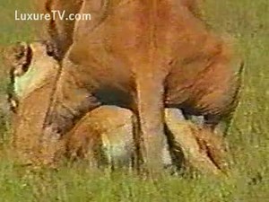 Exclusive animal sex video featuring a lion mounting its partner for a quick romp