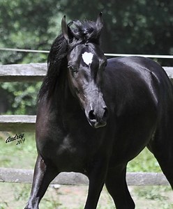 Straight Egyptian Black Arabian Filly Hu Shafarah Bred & owned by Hughes Arabians, USA . See more of her at www.HughesArabians.com . Photos by Audrey. | Hughes Arabians