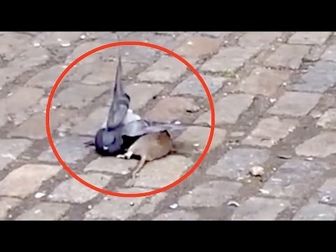 Rat ATTACKS a Pigeon In Brooklyn | What's Trending Now