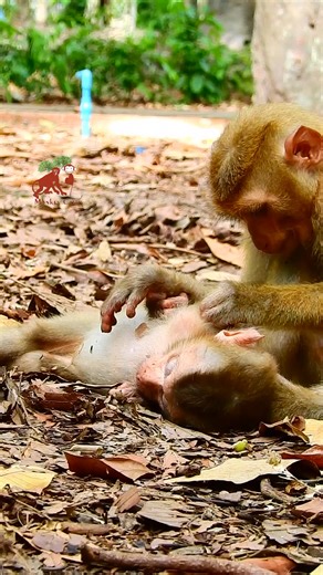 1.2K views · 26 reactions | MonkeyCamp on Reels | Facebook